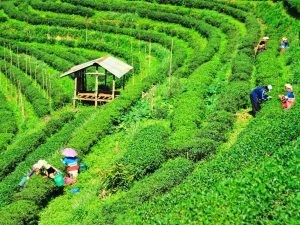 Tee Plantage Chiang Mai